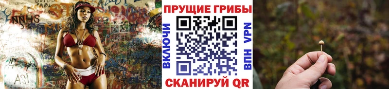 площадка какой сайт  Балтийск  Галлюциногенные грибы Cubensis 